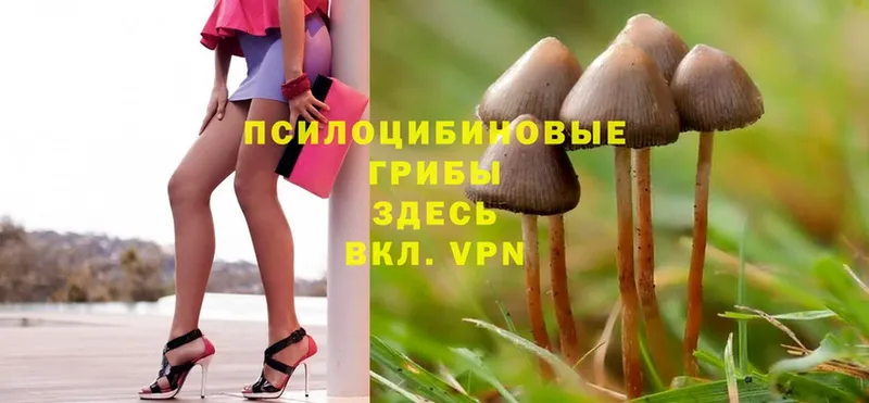 Псилоцибиновые грибы Psilocybe  Санкт-Петербург 